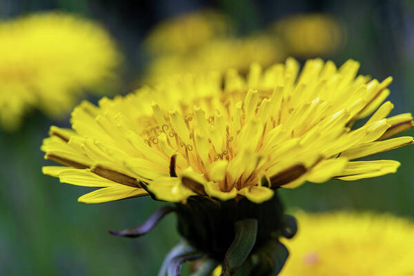 Flower Poster featuring the photograph Dandelion Spring I by Rich Kovach