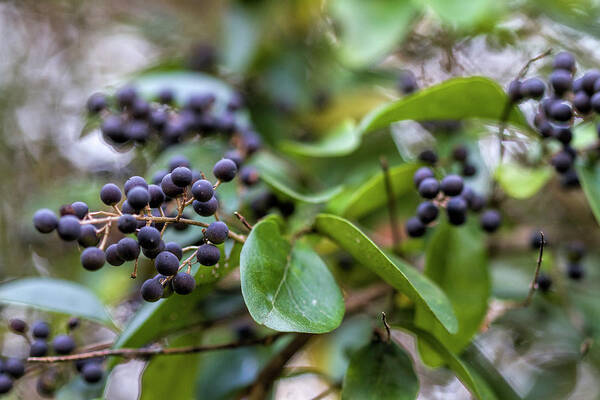Chinese Privet Poster featuring the photograph Dark Purple Chinese Privet Berries by Kathy Clark