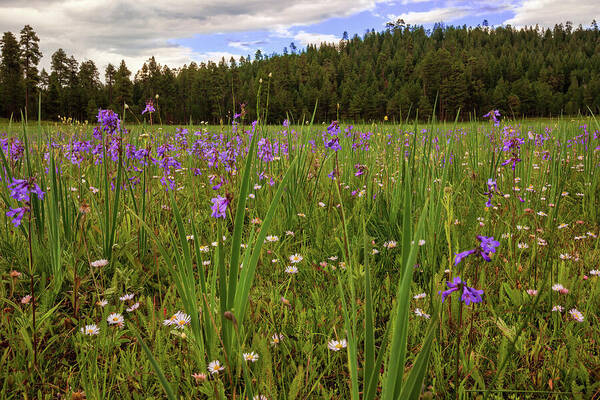 Southwest Poster featuring the photograph Daydreams in a Meadow by Rick Furmanek