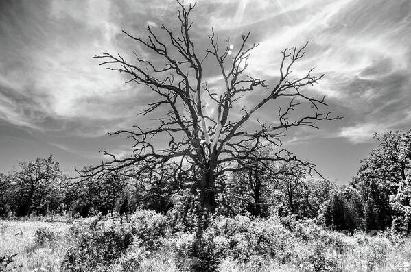 Tree Poster featuring the photograph Dead Tree 2 by Elaine Berger