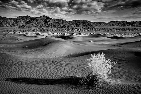 Landscape Poster featuring the photograph Death Valley Shrub by Jon Glaser