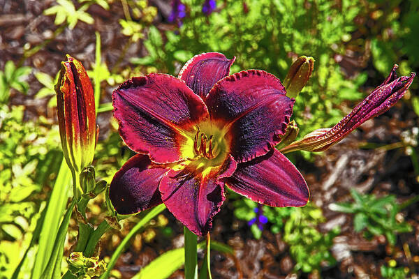 Deep Red Day Lily Foliage Background 0719 Poster featuring the photograph Deep Red Day Lily Foliage Background 0719 by David Frederick