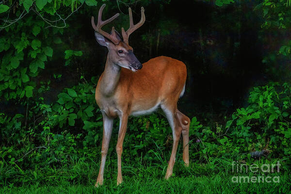 Deer Poster featuring the photograph Deer Sighting by Shelia Hunt