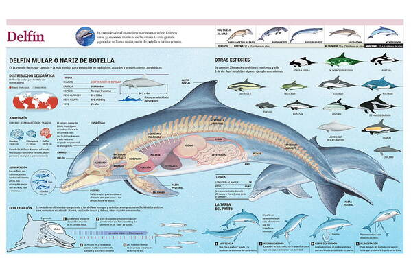 Biologia Poster featuring the digital art Delfin by Album