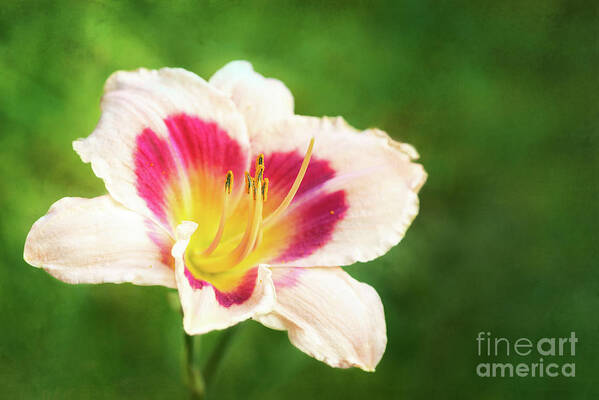 Daylily Poster featuring the photograph Delicious Daylily Wineberry Candy by Anita Pollak