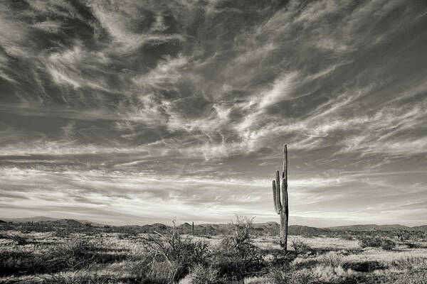 Desert Poster featuring the photograph Desert Serenity by Bob Falcone