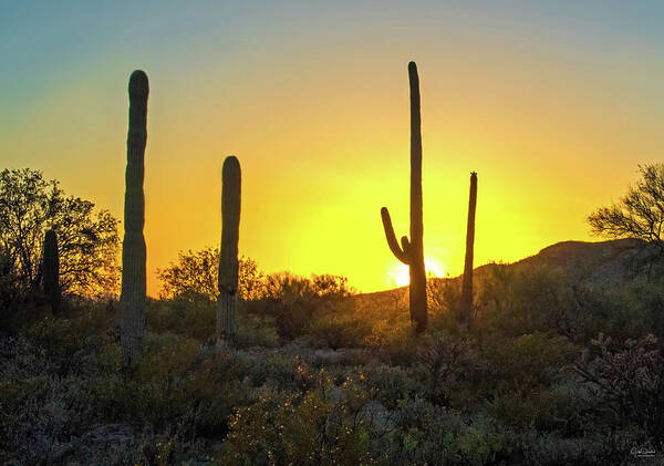 Desert Poster featuring the photograph Desert Sunset by Judi Dressler