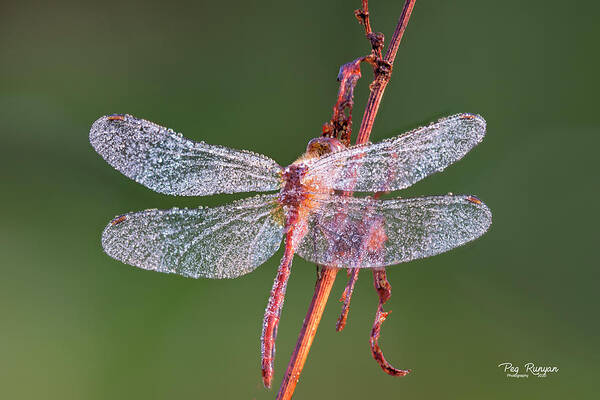 Dragonfly Poster featuring the photograph Dew on the Wings by Peg Runyan