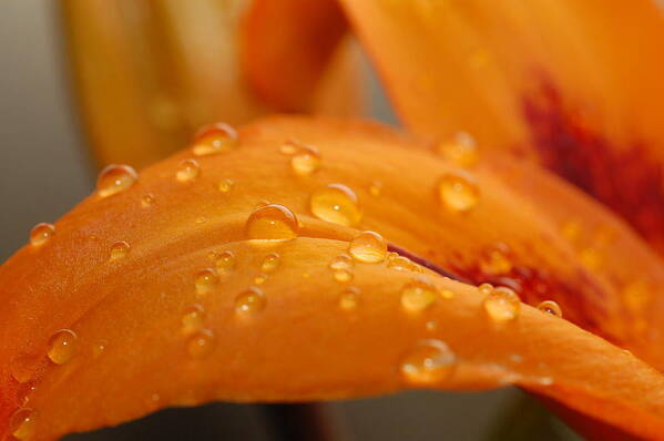 Lily Poster featuring the photograph Dewy Orange Lily Petal by Amy Fose