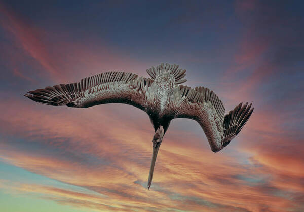 Pelican Poster featuring the photograph Diving Pelican by Jerry Cahill
