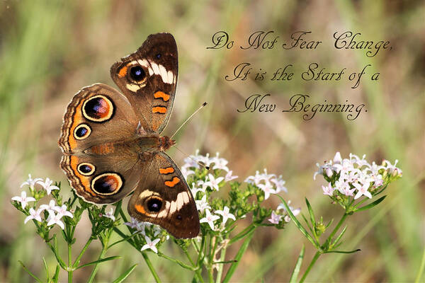 Nature Poster featuring the photograph Do Not Fear Change Butterfly Quote by Sheila Brown