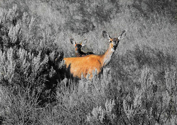 Doe And Fawn Poster featuring the digital art Doe and fawn by Fred Loring