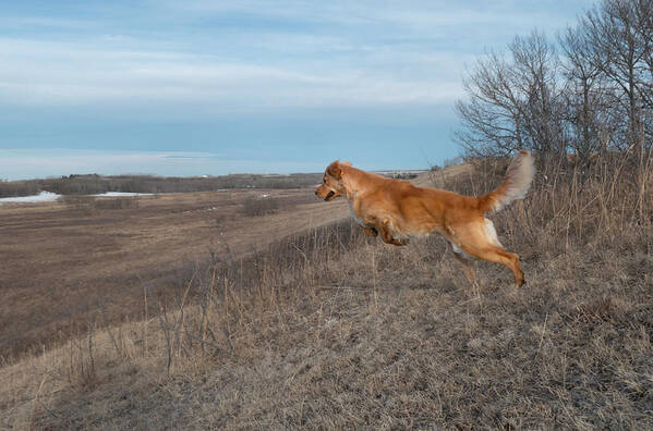 Leap Poster featuring the photograph Dog Leaping Down A Hill by Phil And Karen Rispin