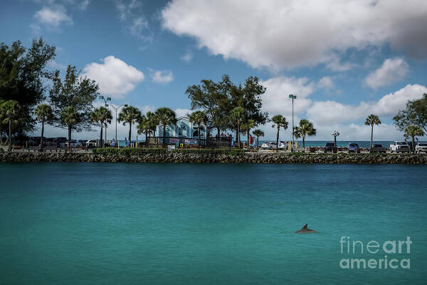 Anna Maria Island Poster featuring the photograph Dolphins at the South Jetty, Venice, Florida by Liesl Walsh