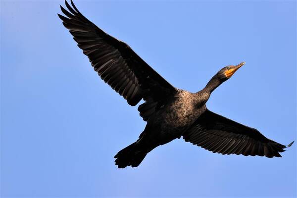 Bird Poster featuring the photograph Double Crested Cormorant in Flight by Mingming Jiang