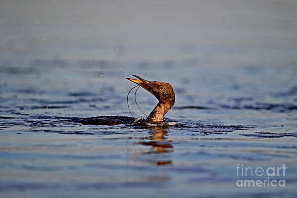 Double-crested Cormorant Poster featuring the photograph Double-crested Cormorant trying to detangle itself by Amazing Action Photo Video