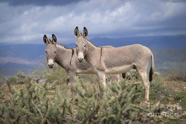 Burro Poster featuring the photograph Double Eee Ha by Lisa Manifold