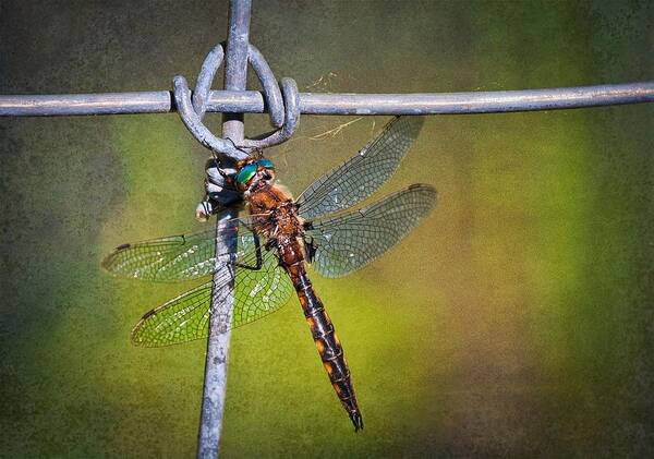 Dragonfly Poster featuring the photograph Dragonfly at rest by Tatiana Travelways