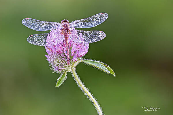 Dragonfly Poster featuring the photograph Dragonfly on Clover by Peg Runyan