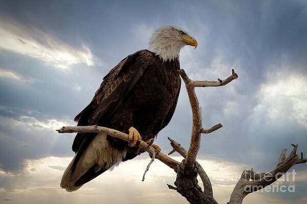 Eagle Poster featuring the photograph Dramatic by Veronica Batterson