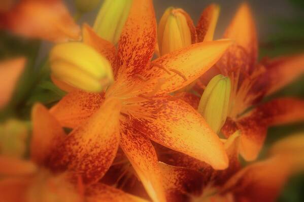 Lily Poster featuring the photograph Dreamy Orange Sensation Lily by Angie Tirado
