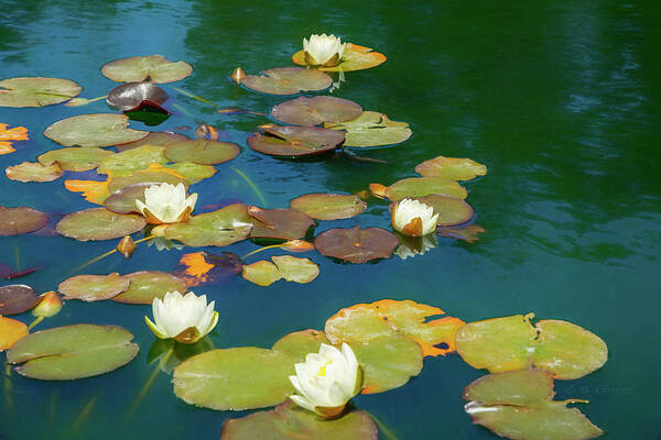 Water Lily Poster featuring the photograph Dreamy Water Lilies on Pond by Bonnie Follett