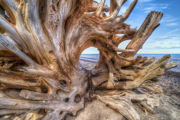 Driftwood Poster featuring the photograph Driftwood by Brad Bellisle