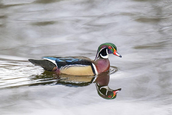 Woodduck Poster featuring the photograph Duck Perfect by Jerry Cahill