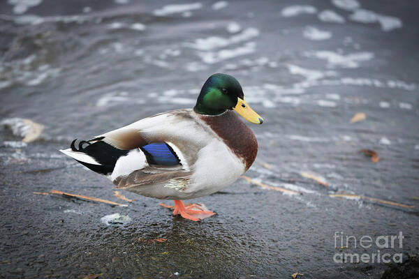 Duck Poster featuring the photograph Duckly by Mina Isaac