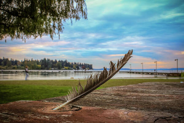 Duck Poster featuring the photograph Duck's Feather by Anamar Pictures