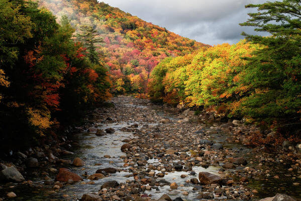 New Poster featuring the photograph East Brach of the Pemigewasset After a Rain by William Dickman