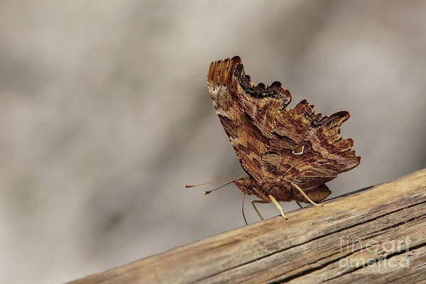 Eastern Comma Poster featuring the photograph Eastern Comma Butterfly in Glacier National Park by Nancy Gleason