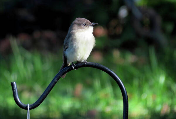 Birds Poster featuring the photograph Eastern Phoebe by Linda Stern
