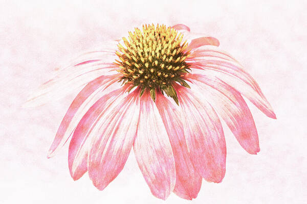 Coneflower Poster featuring the photograph Echinacea #2 by Tanya C Smith