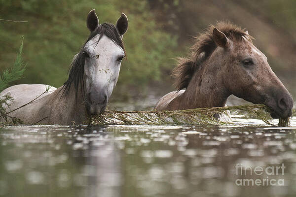 Salt River Wild Horses Poster featuring the photograph Eel Grass Time by Shannon Hastings