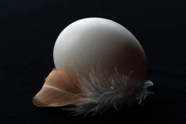 Egg And Feather Poster featuring the photograph Egg and Feather by Catherine Avilez