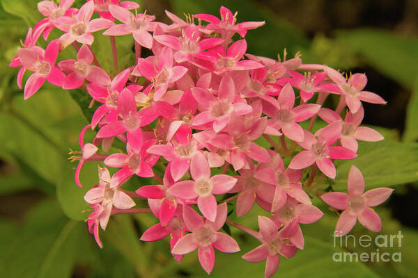 Egyptian Starcluster Poster featuring the photograph Egyptian Starcluster Blossom in a Kauai Garden by Nancy Gleason