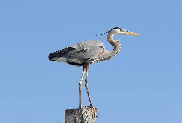 Great Blue Heron Poster featuring the photograph Elegant Great Blue Heron by Mingming Jiang