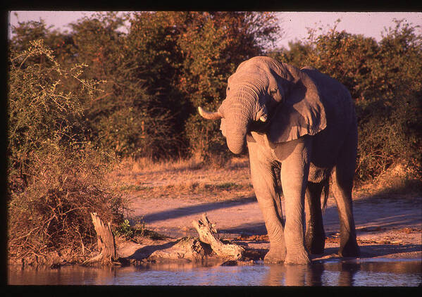 Africa Poster featuring the photograph Elephant at Watering Hole by Russel Considine