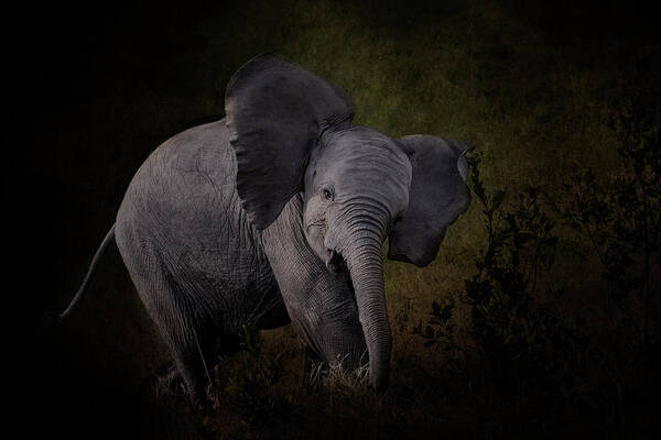 Elephant Poster featuring the photograph Elephant Calf by Diana Andersen