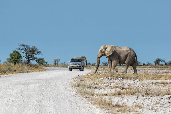African Elephants Poster featuring the photograph Elephant Crossing by Belinda Greb