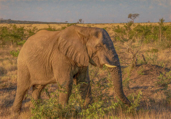 Kruger National Park Poster featuring the photograph Elephant Joy by Marcy Wielfaert