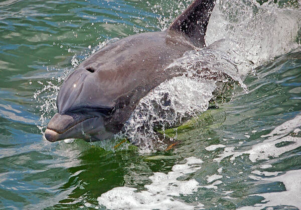 Dolphin Poster featuring the photograph Endurance by Donna Proctor