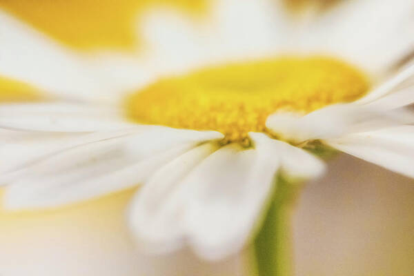 Flower Poster featuring the photograph Essence of a Daisy by Laura Roberts