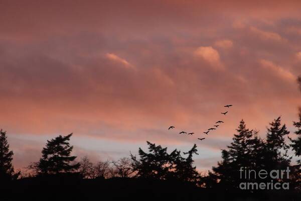 Canada Geese Poster featuring the photograph Evening Flight by Kimberly Furey