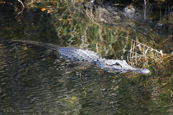 Alligator Poster featuring the photograph Everglades Alligator by Custom Aviation Art