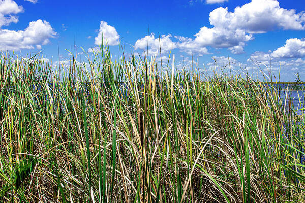 Everglades Poster featuring the photograph Everglades Sawgrass by Blair Damson