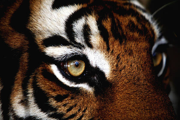 Tiger Poster featuring the photograph Eyes of the Tiger by Brad Barton