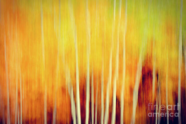 Fall Poster featuring the photograph Fall Abstract by Lori Dobbs