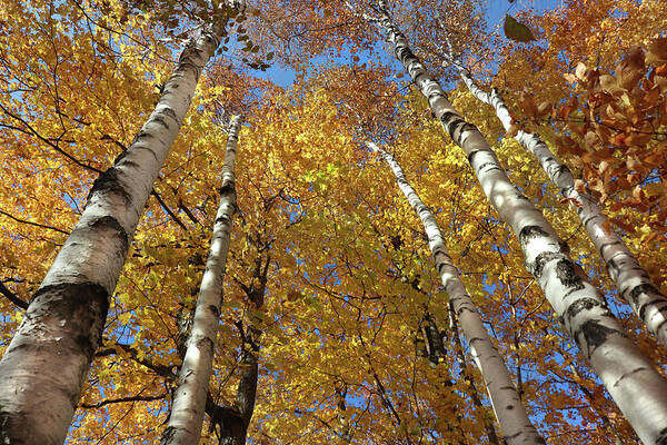 White Birch Trees Poster featuring the photograph Fall Birch Perspective by David T Wilkinson
